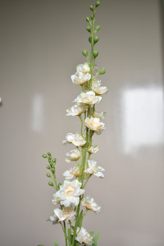 Delphinium crème – Ø10 x H80 cm