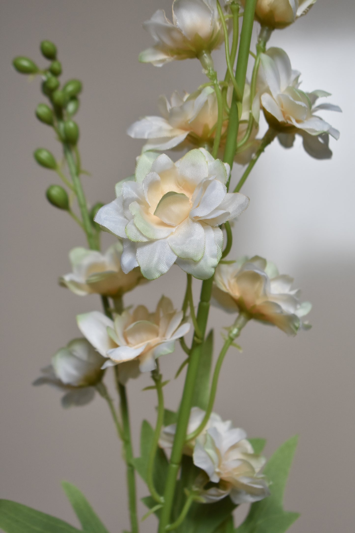 Delphinium crème – Ø10 x H80 cm