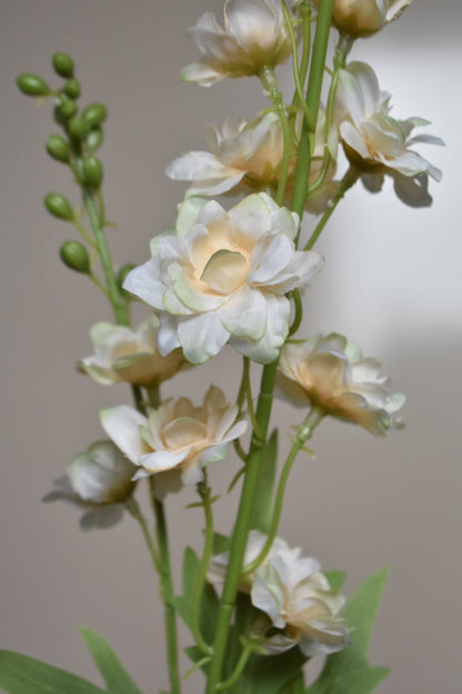 Delphinium crème – Ø10 x H80 cm