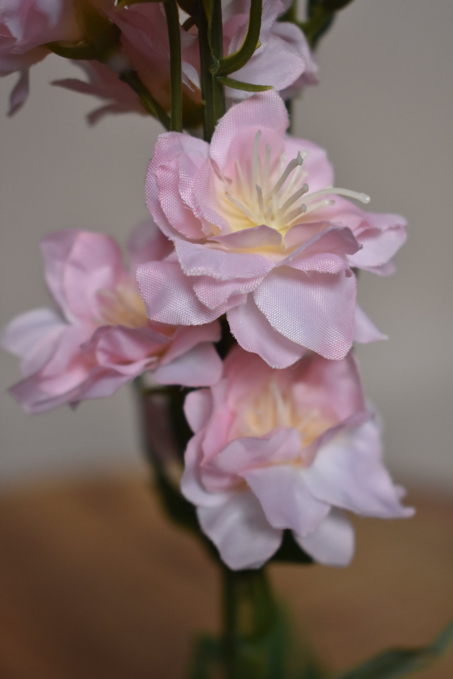Delphinium roze – Ø8 x H78 cm